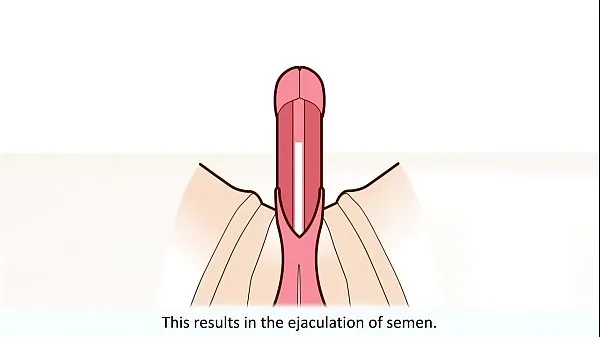 New The male orgasm explained fine Tube